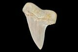Mako Shark Tooth Fossil - Sharktooth Hill, CA #94656-1